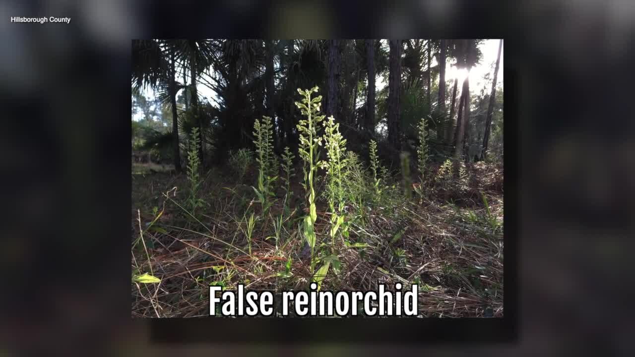 False Reinorchid | Sarah's Walking Club Fall Scavenger Hunt