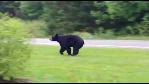 Black Bear - Vermont