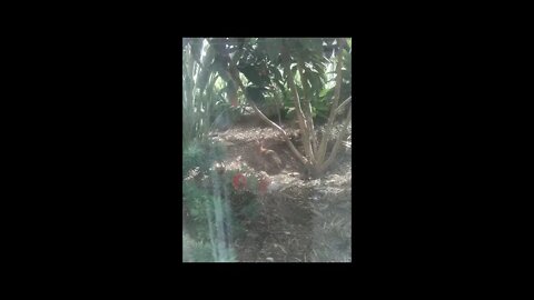 Rabbits In San Diego!