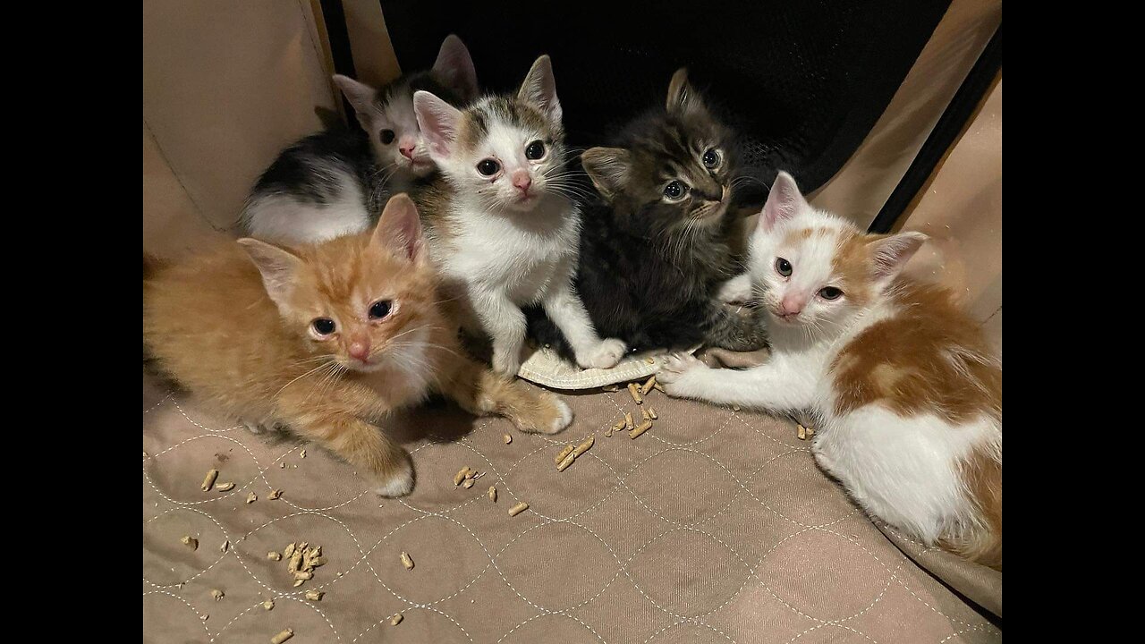 🐈⬛Adorable cat videos🐱 featuring music by InebriatoR