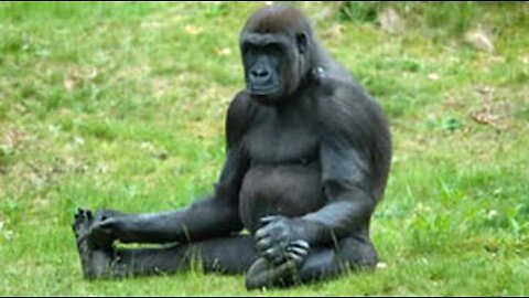 Funny monkeys will make you laugh hard - Funny Animals