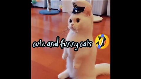 Cute and funny cats 😂❤️