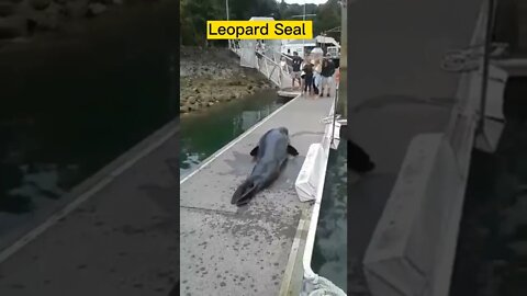Leopard seal Amezing short video