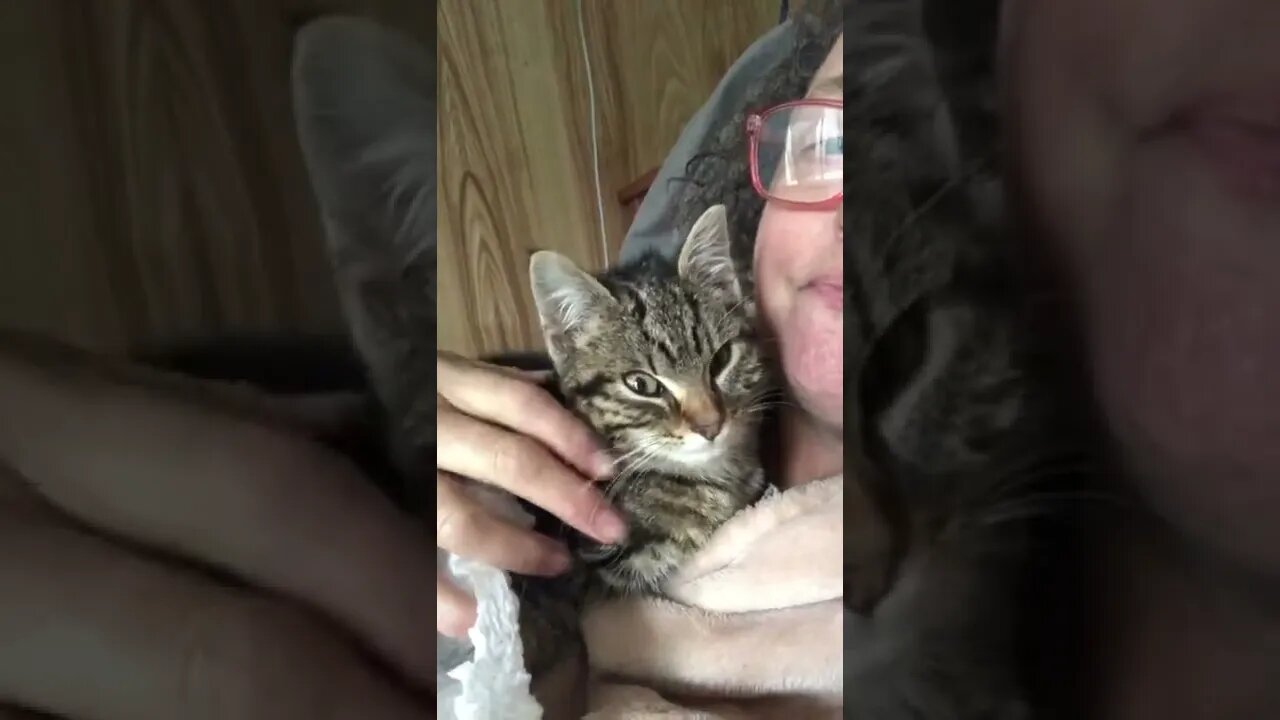 Feral kitten’s first morning after rescue. She’s eating, drinking and peeing. Very thin but settled