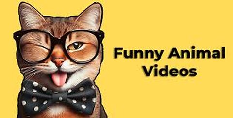 Funny animal videos