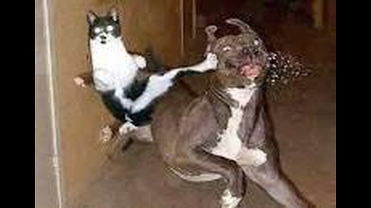 catvs dog fight funny video