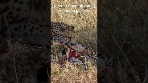 Maasai Mara Sightings This Afternoon 31/7/21 (cheetah, lion, etc.) | Zebra Plains | #shorts