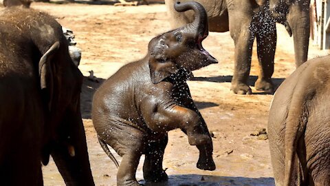 Baby Elephants Playing Funny Elephant Videos