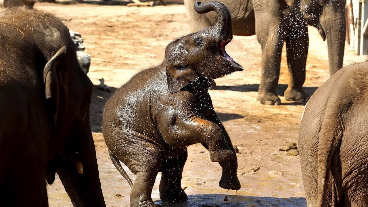 Baby Elephants Playing Funny Elephant Videos