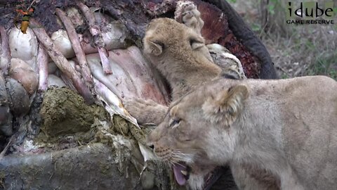 Lions Eat An Elephant! (Rebuilding The Othawa Pride - 104)