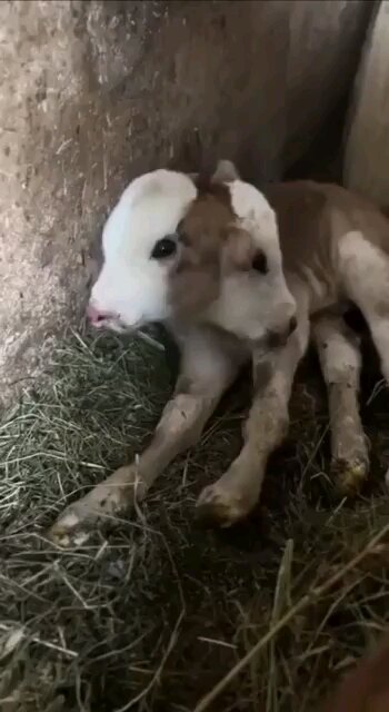 1/17/24 Two Headed Calf Born in Georgia 1 in 400 million chance