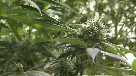 Cannabis farmers struggling to sell product, OCM creates possible solution