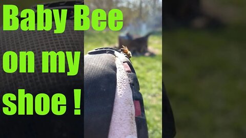 baby bee on my shoe