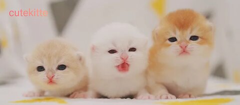 Cute kittens in this video 😊