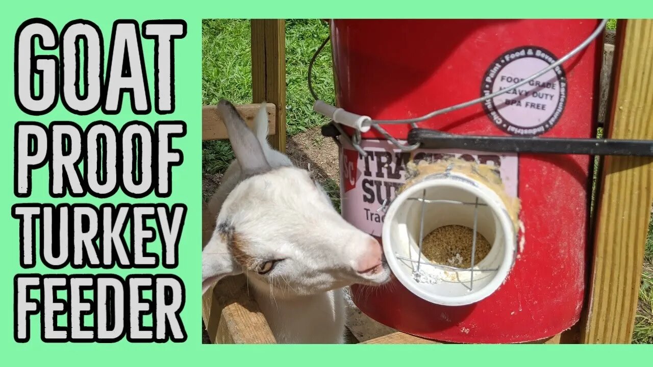 DIY Goat Proof Turkey/Chicken Automatic Feeder using 5 Gallon Bucket