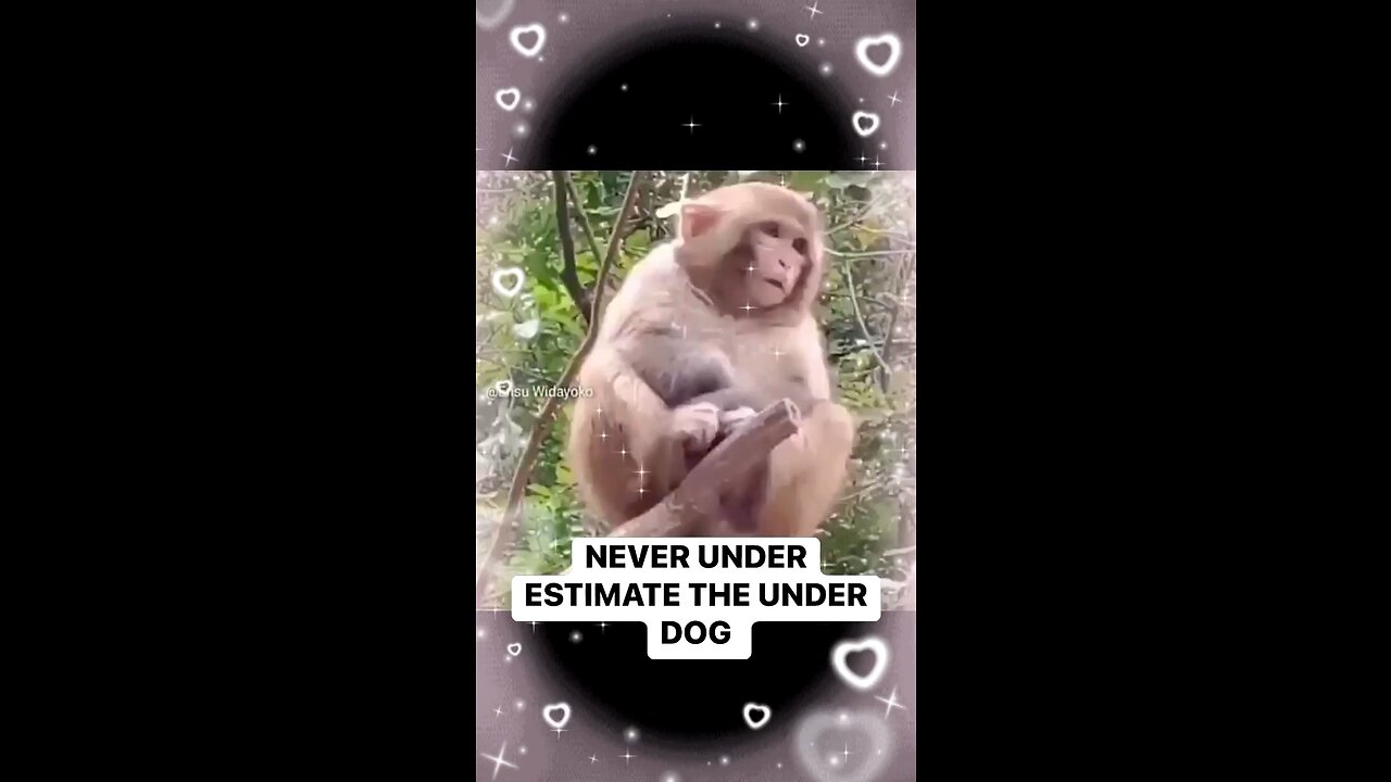 Never under estimate the under dog