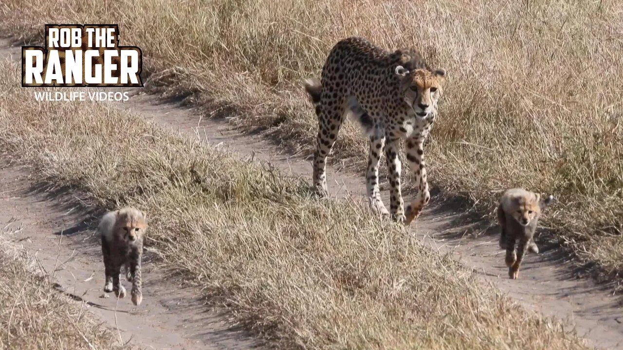 Cheetah Takes Her Cubs To Feed | Maasai Mara Safari | Zebra Plains