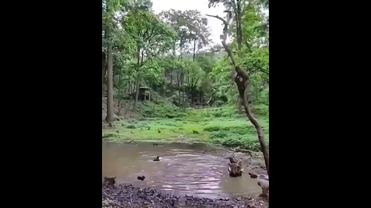 Monkeys Diving