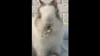 Adorable Rabbit eating compilation videos / very satisfying