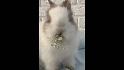 Adorable Rabbit eating compilation videos / very satisfying