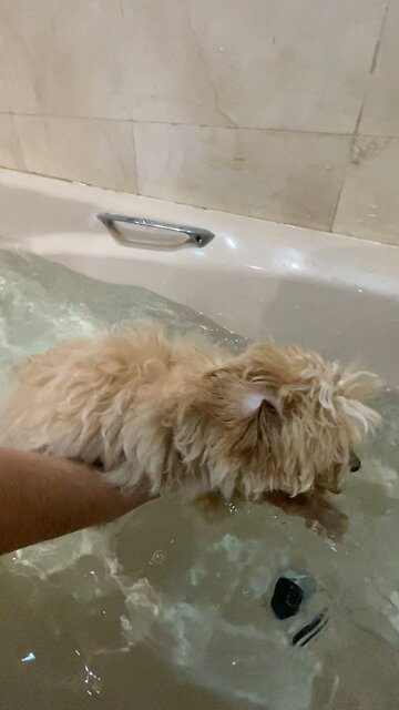 Maltipoo puppy has her first bath