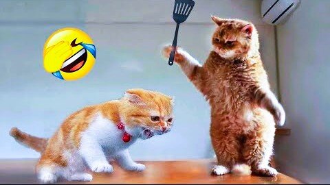 Funniest Animals 2023 😂 New Funny Cats and Dogs Videos 😻🐶