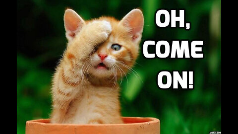 Confused Animals | Funny Pet Video Compilation