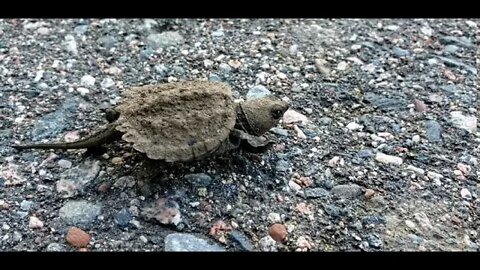 snapping turtle