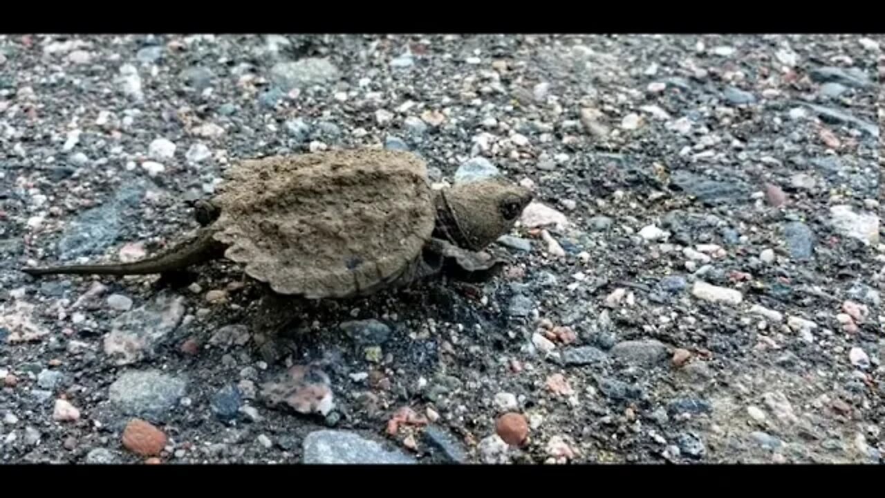 snapping turtle