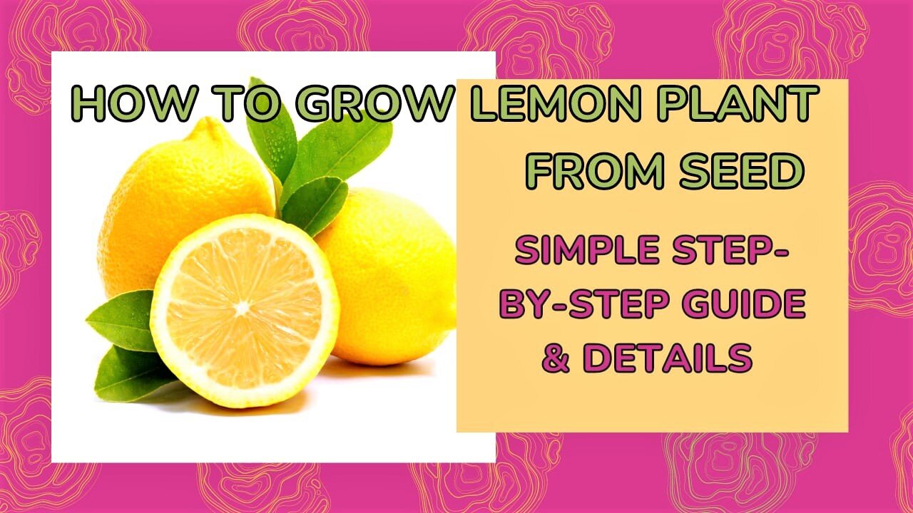 How To Grow LemonPlant Via Seeds | Lemon 🍋 | Lemon Plant