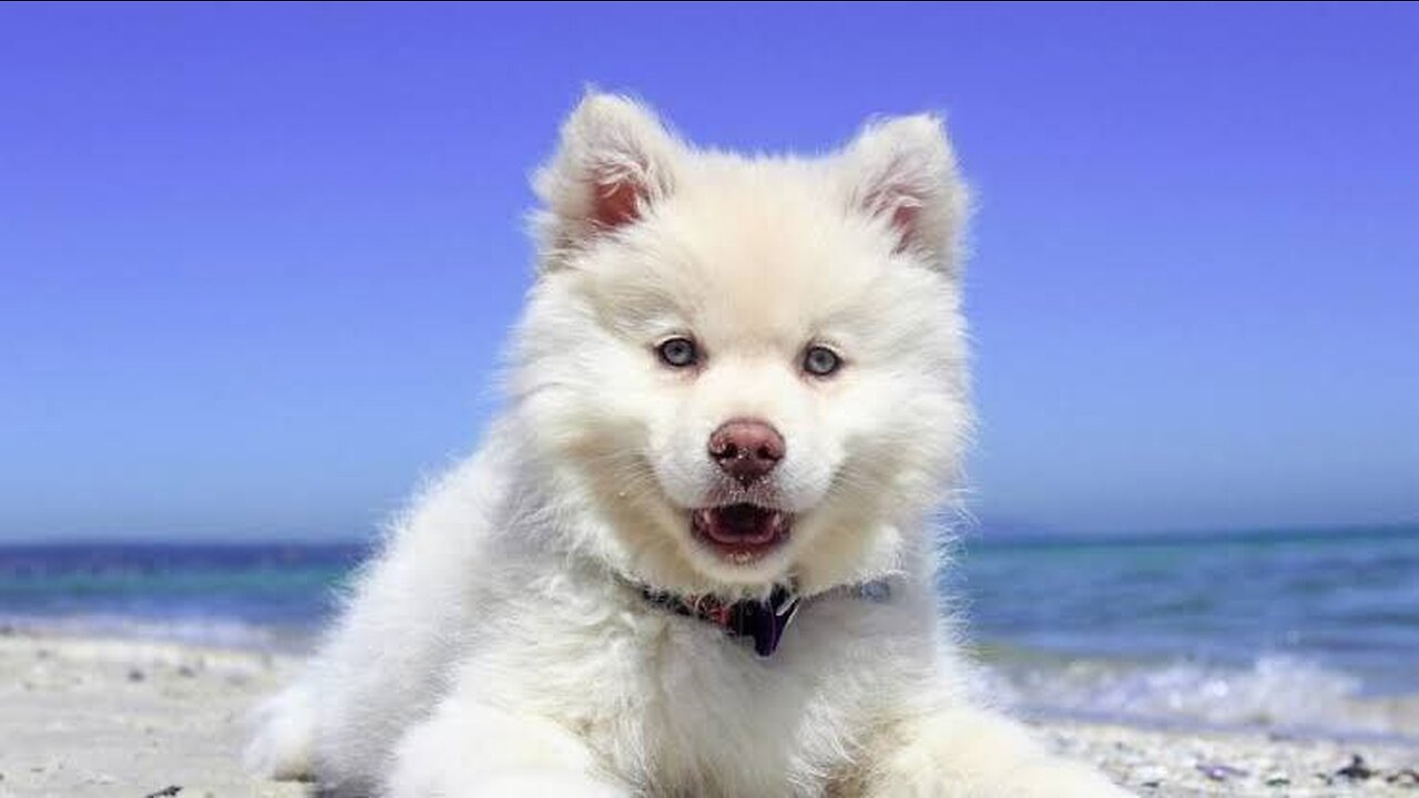 Cute Dog You Will Love πππβΊοΈπΌ