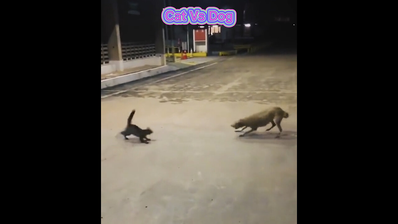 Cat Vs Dog very funny 🤣