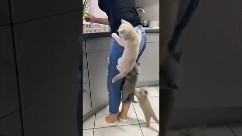 Kittens Climb Their Mom | They Couldn’t Wait for Food #kittens #climb #their #mom #funnycats#shorts