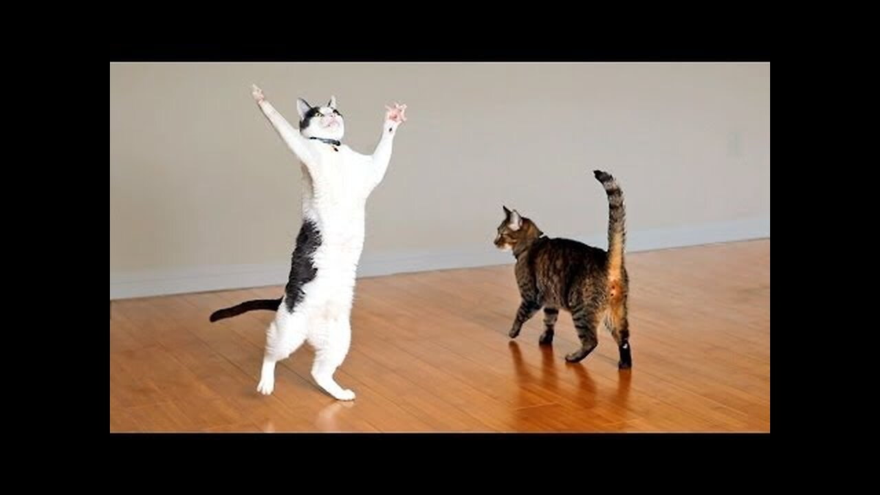 Kitties Dance with Ceiling Fan #fan