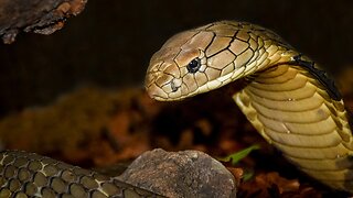 King Cobra