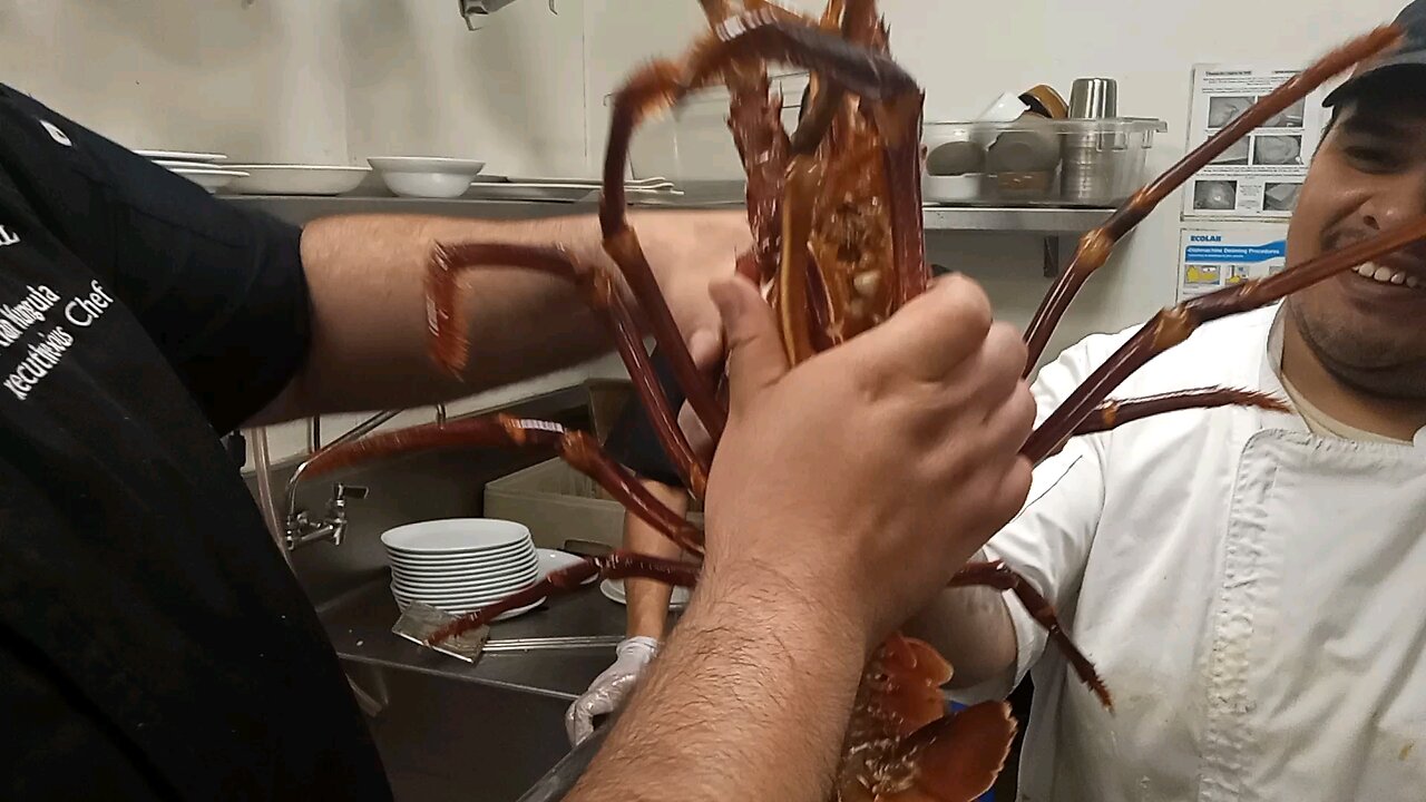 homard 8kgs.restorantwater Grill 💥 sandiego California 💥