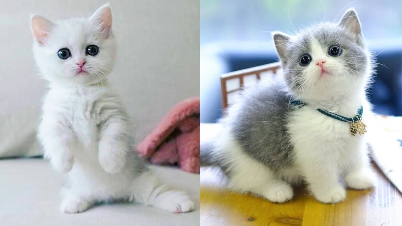 Baby Cats - Cute and Funny Cat Videos Compilation