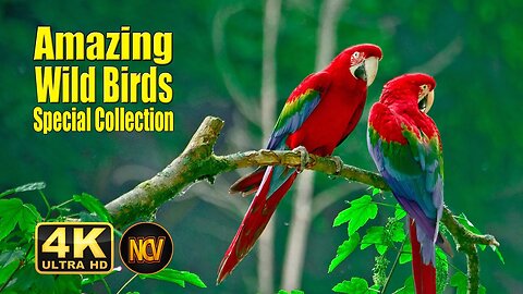 Birds Special Collection 2022 | copyright free video | Birds 4k Video Ultra Hd | Amazing Wild Birds