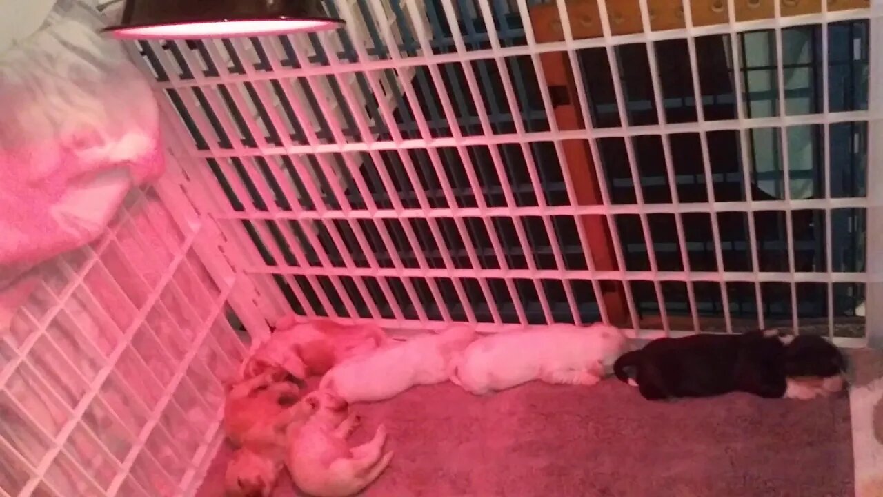 F Litter has arrived 10/5(2)