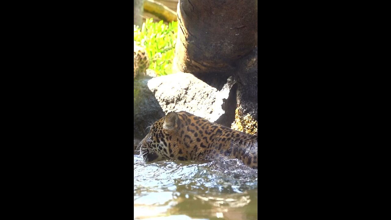 CHEETAH MORNING SHOWER