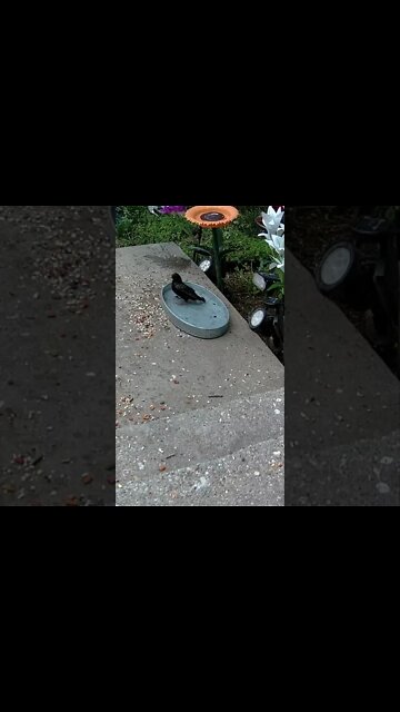 A Starling Splashes in the Water #Shorts💦