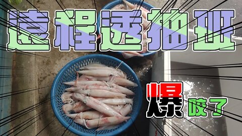 【台客去船釣】完了！巴比Q了！奮戰1夜竟然狂抽70隻入袋！ feat.華國189娛樂海釣船