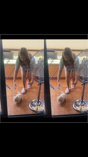 Maltipoo Puppy Enjoys Game Of Chase With Her Owner