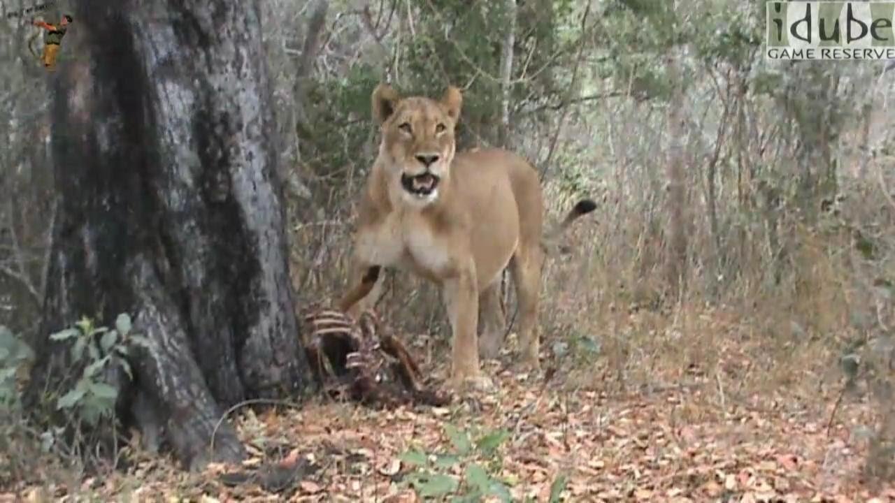 Lion - Scavenger, Tree Climber?