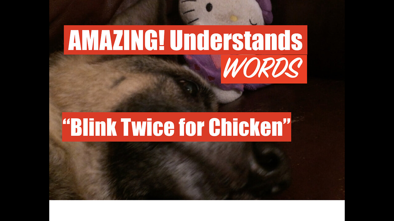 My Dog Understands these English Words: "Chicken" and "Fish"