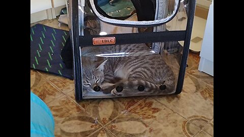 Pet Carrier Backpack Puppy Dogs Cats - Expandable Transparent Transport Bag Foldable Top Openin...