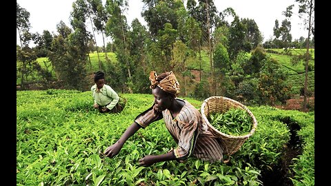 True cost of our tea: Sexual Abuse on Kenyan Tea Farms Revealed