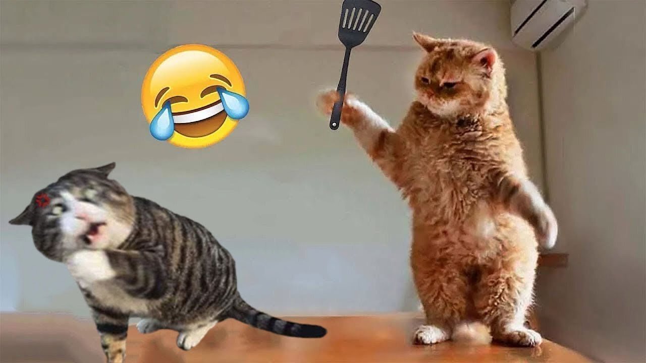 New funny cat video 😂