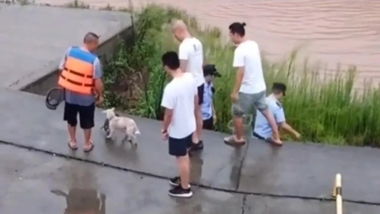 这只流浪狗,不顾自身安危跳入洪水中,只为救自己的孩子,母爱真的很伟大