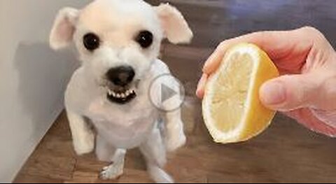 Funniest Animals Video - Funny Dogs And Cats - Try Not To Laugh Animals 2023